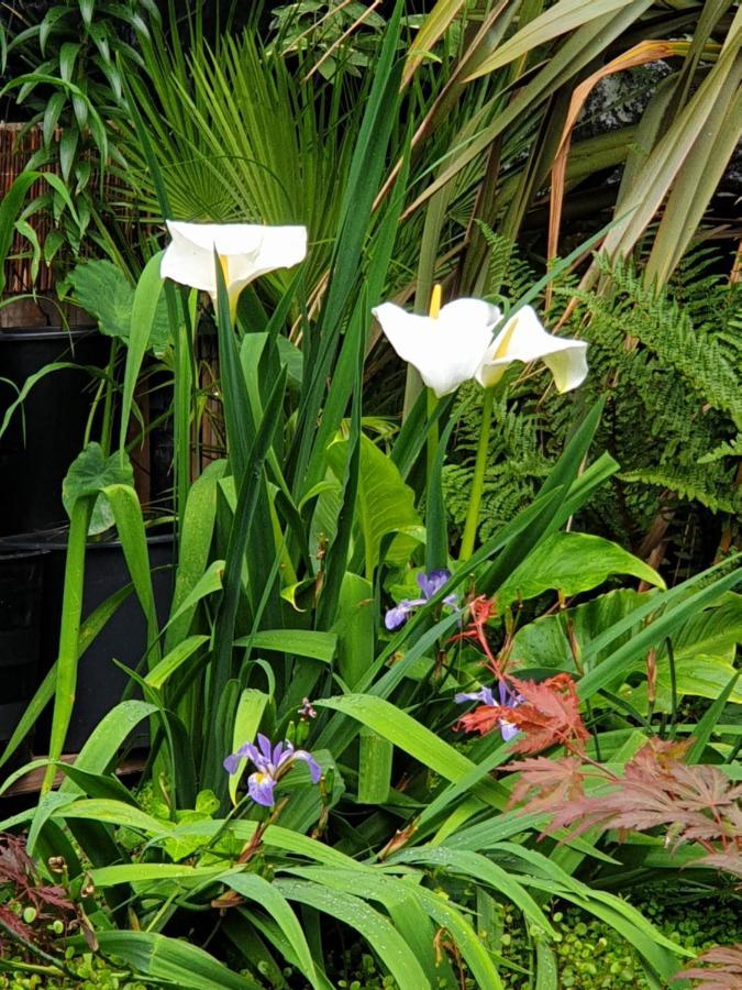 Tropical Garden Oasis Rooms Birmingham Exteriér fotografie