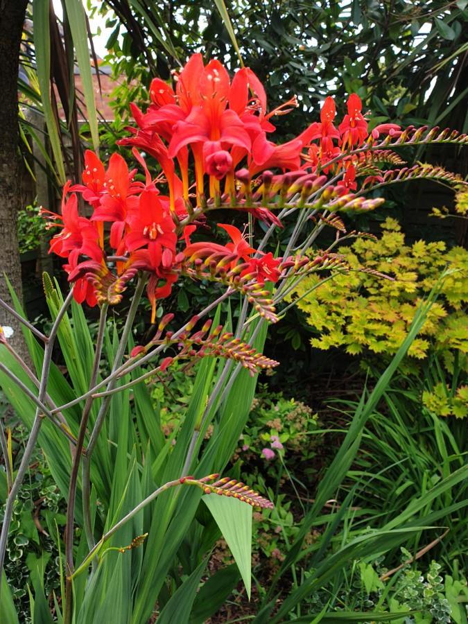 Tropical Garden Oasis Rooms Birmingham Exteriér fotografie