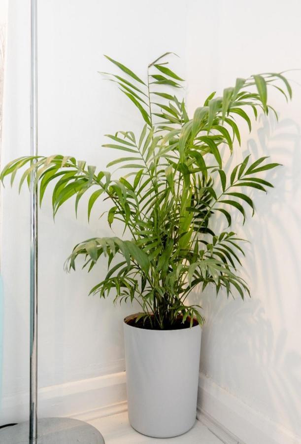 Tropical Garden Oasis Rooms Birmingham Exteriér fotografie
